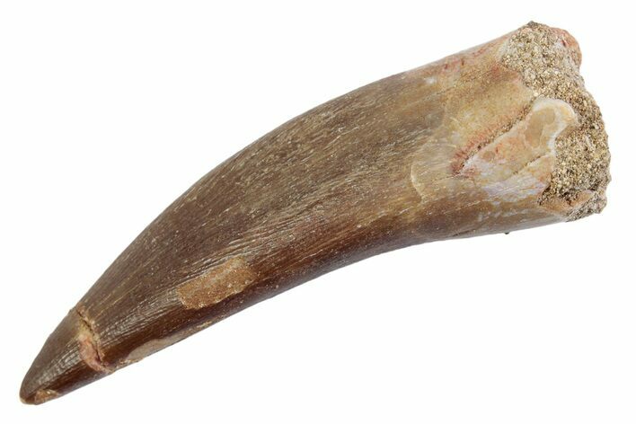 Fossil Plesiosaur (Zarafasaura) Tooth - Morocco #370234